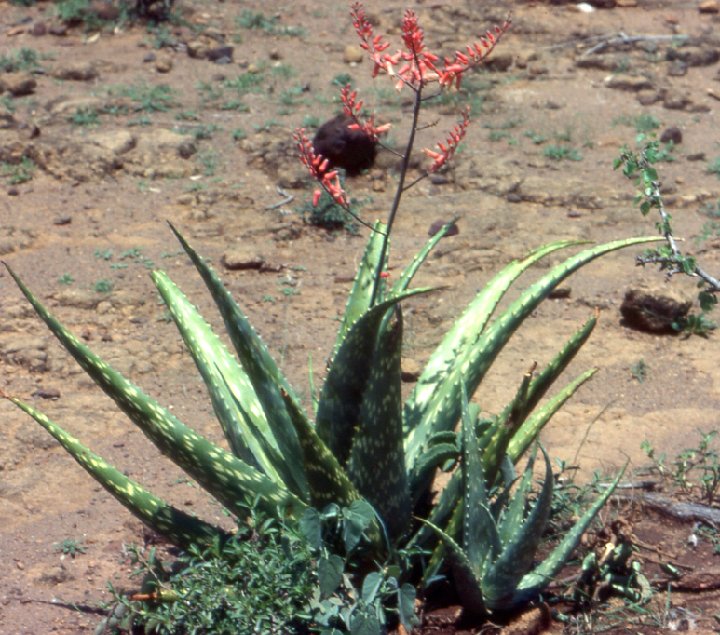 Aloe turkanensis JL N.Kenya-0306